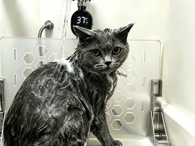 猫咪洗澡不再狼狈！这款洗猫台让铲屎官真正解放双手
